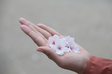 Cherry blossom flower on the handの写真素材