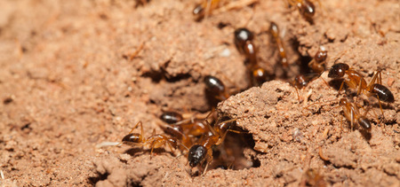 Ant teamwork