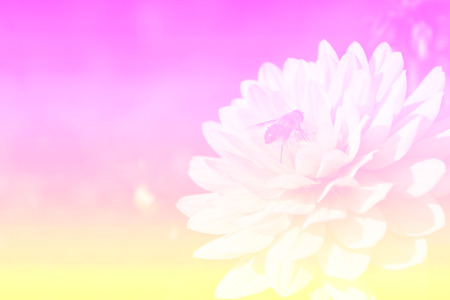 Dahlia flower with soft filter backgroundの写真素材