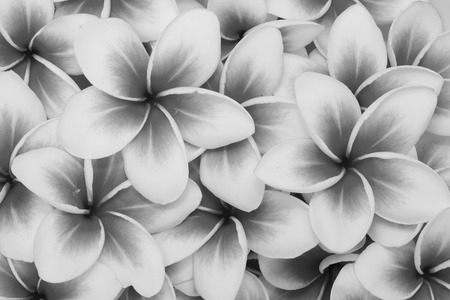 Plumeria flower black and white backgroundの写真素材