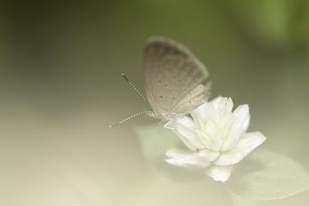 Pale grass blue butterfly with soft filter backgroundの写真素材