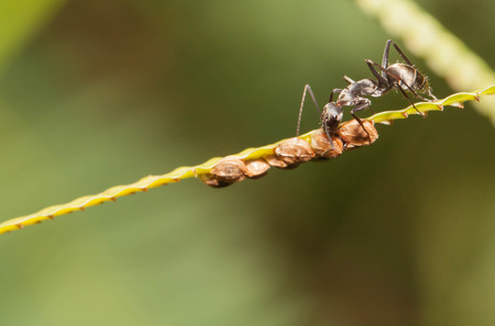 Black ant feeding food on the grass seedsの写真素材