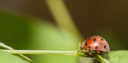 Large-spotted ladybird beetles ,they are carnivorous insects feeding on aphids