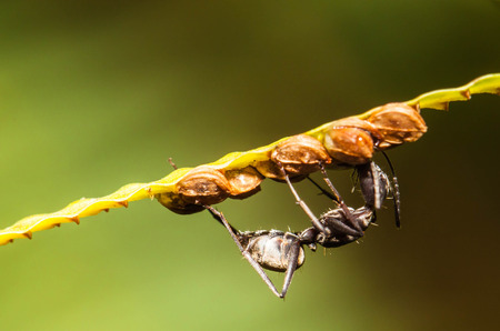 Black ant feeding food on the grass seedsの写真素材