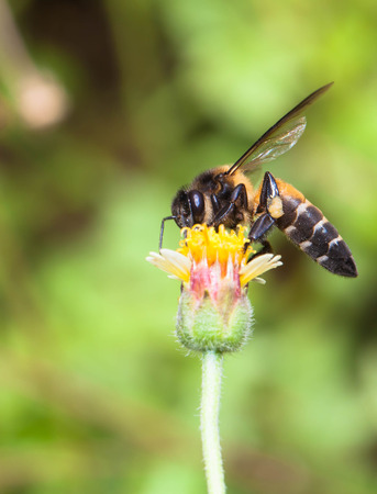 Bee collecting nectar from flower and insect pollinator in the nature