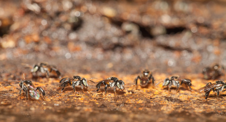 Stingless bee ,insect pollinator in the natureの写真素材