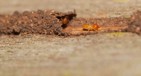 Termite hide in their tunnel from predatorの写真素材