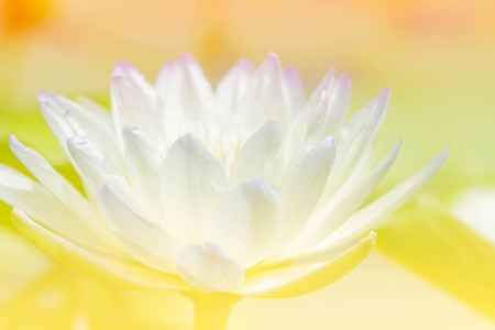 Lotus flower blur and soft backgroundの写真素材