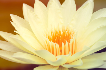 Yellow  lotus flower close upの写真素材