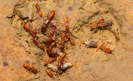 Ant teamwork