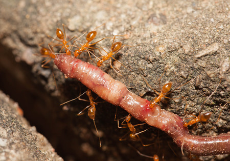 Ant teamwork to move their foodの写真素材
