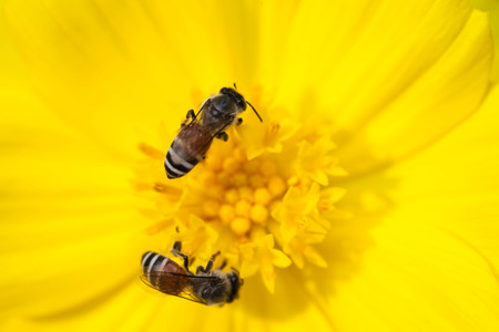 Bee collecting nectar from flower and insect pollinator in the natureの写真素材