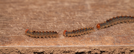 Caterpillar train slow moving in the natureの写真素材