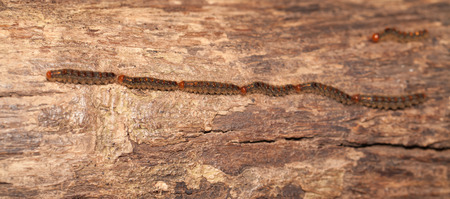 Caterpillar train slow moving in the nature