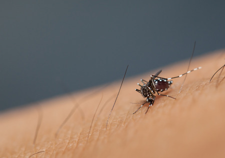 Aedes mosquito have noticeable white and black on their body and legs