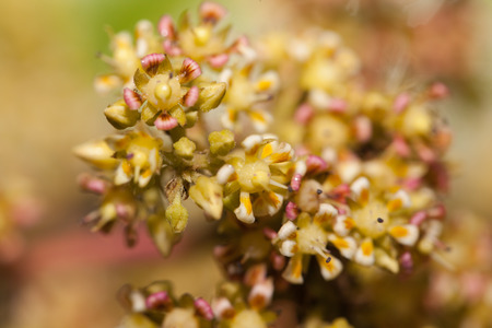 Mango tree flower close up