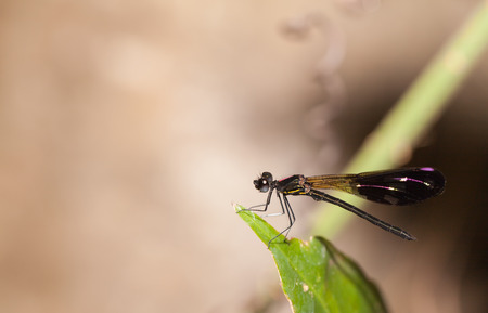 Aristocypha fenestrella rambur ,Damselfly in the natureの写真素材