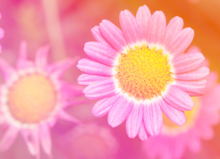 Flower with soft filter backgroundの写真素材