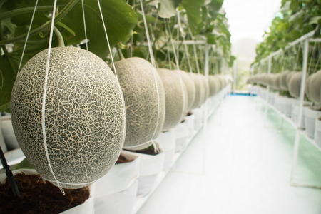 Honeydew melon fruit in greenhouse save for toxic ans chemicalの写真素材