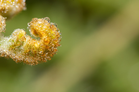 Fern leaf with dew in the fresh morning
