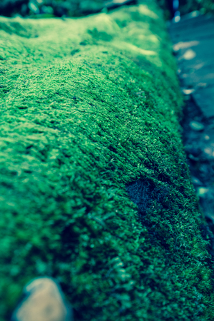 Rainforest travel at Kew-Mae-Pan, Thailandの写真素材