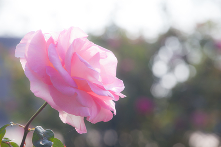 Pink rose in the gardenの写真素材