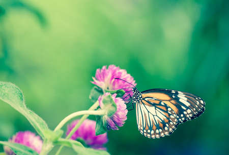 Malay tiger danaus affinis butterfly collecting nectar from flower and insect pollinator in the natureの写真素材