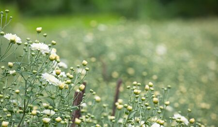 The little chrysanthemum flowers is actually a herbal tea that make up  tea range in color from...