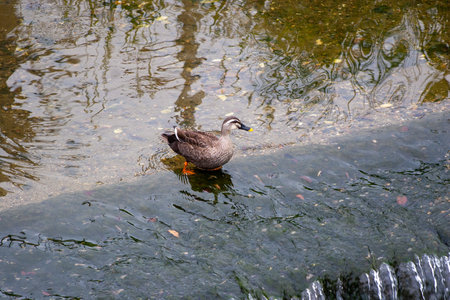 Japanese Ducksの写真素材