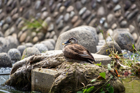 Japanese Ducksの写真素材