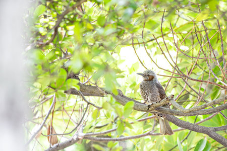 Bulbul perched on a Japanese treeの写真素材