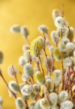 Branches of a willow blossom in the springの写真素材