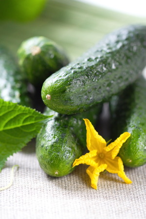 Cucumbers for your health foodの写真素材