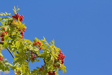 Colorful autumn rowan tree branches against blue sky backgroundの写真素材