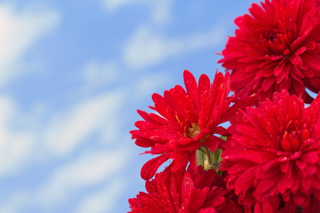 Bunch of red flowers on the sky backgroundの写真素材