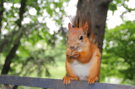 Red squirrel eating a nut