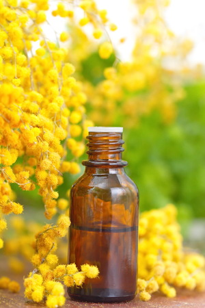 Mimosa essential aroma oil and fresh flowersの写真素材