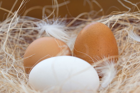Raw chicken eggs in the nestの写真素材