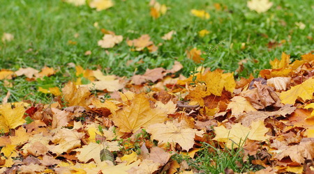 Dry leaves on the ground in autumn forest