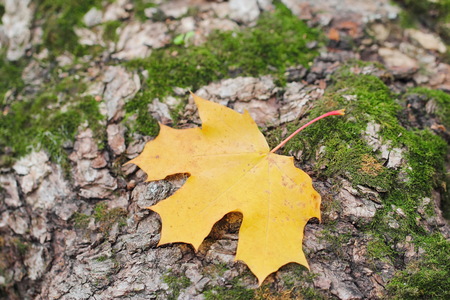 Yellow autumn maple leaf fall on natural backgroundの写真素材