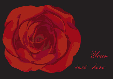 Red rose on black background with place for textのイラスト素材