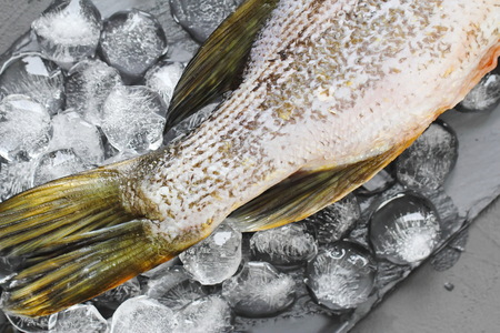 Raw fresh fish keeped on ice cubes and prepared for cookingの写真素材