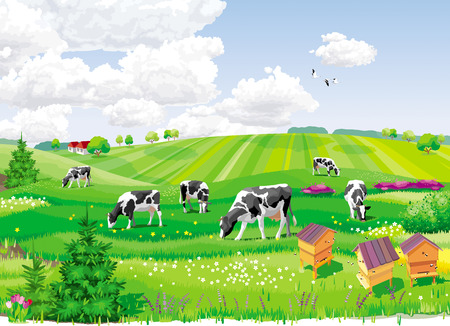 Summer rural landscape with fields, cows and apiary.のイラスト素材