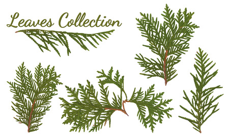 Leaves vector collection isolated on white backgroundのイラスト素材