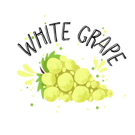 Vector hand draw white grape illustration. Yellow grapes with juice splash isolated on white background. Textured grape with splashes, juice tropical fruit with word Grapes on top. Fresh textured silhouette fruit of grape.のイラスト素材