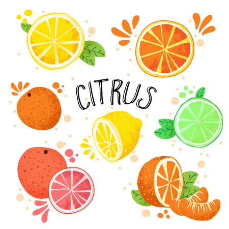 Hand draw vector illustration of citrus fruits. Fresh ripe citruses isolated on white - lemon, lime, orange, grapefruit in one collection. Juicy citrus with splashes, hand draw style. Lemons and oranges in one setのイラスト素材