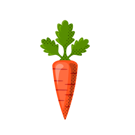 Fresh juicy veg - carrot vector icon isolated on white background. carrot icon, flat style, vegetable vector illustration. Healthy food single object - isolated carrot.のイラスト素材