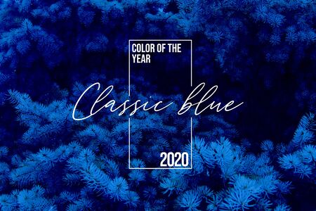 Classic blue spruce background with Color of the 2020 year, pallette with classic blue swatch and winter fir tree, pine tree as a background, coloring in trend classic blue 2020 colorの写真素材