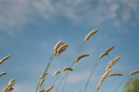 landscape with clouds on the blue sky and dry grass matの写真素材
