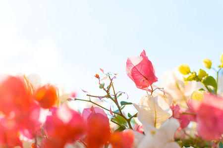 tropical flowersの写真素材
